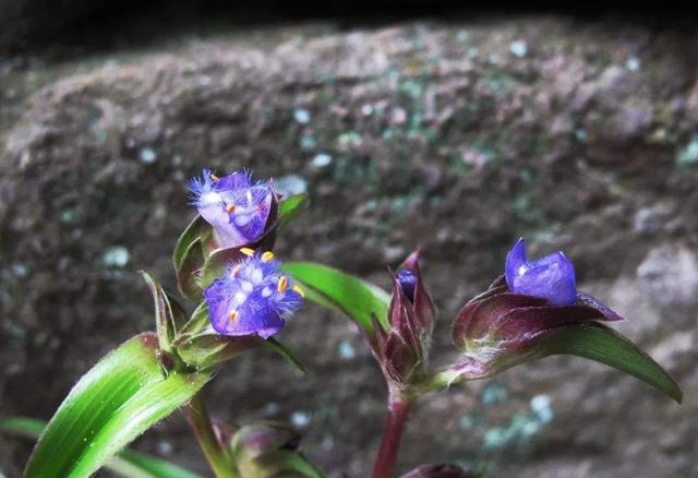 Beta Ecdysterone Powder