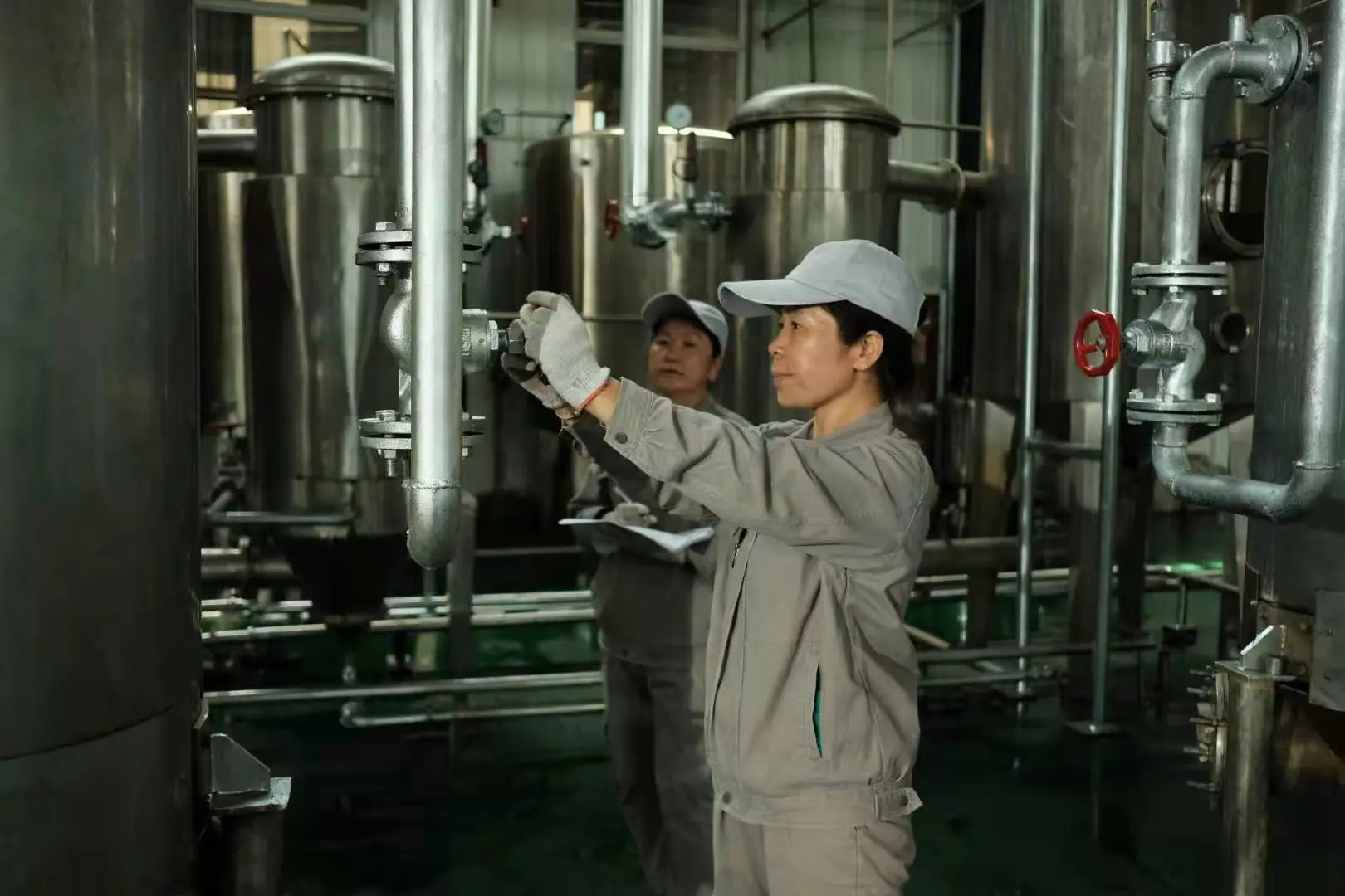 High-Quality Peppermint extract powder Factory, Exporter