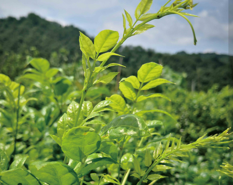 Vine Tea Extract Powder