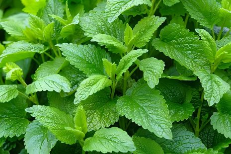 Lemon Balm Leaf Powder