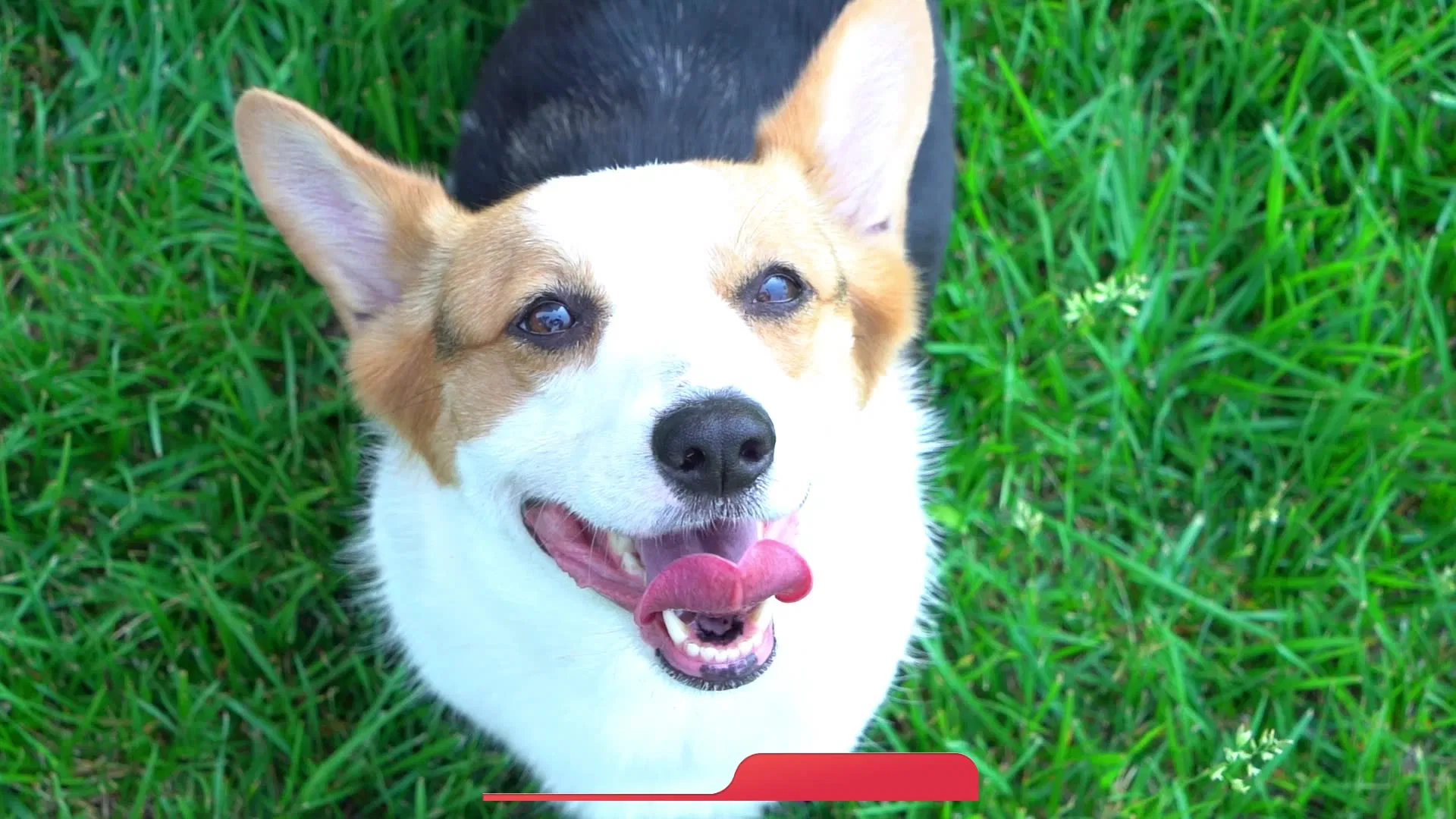 Factory Customized Pet Wet Food Fresh Meat Dog Snack High Protein Cat Treats Pet Food