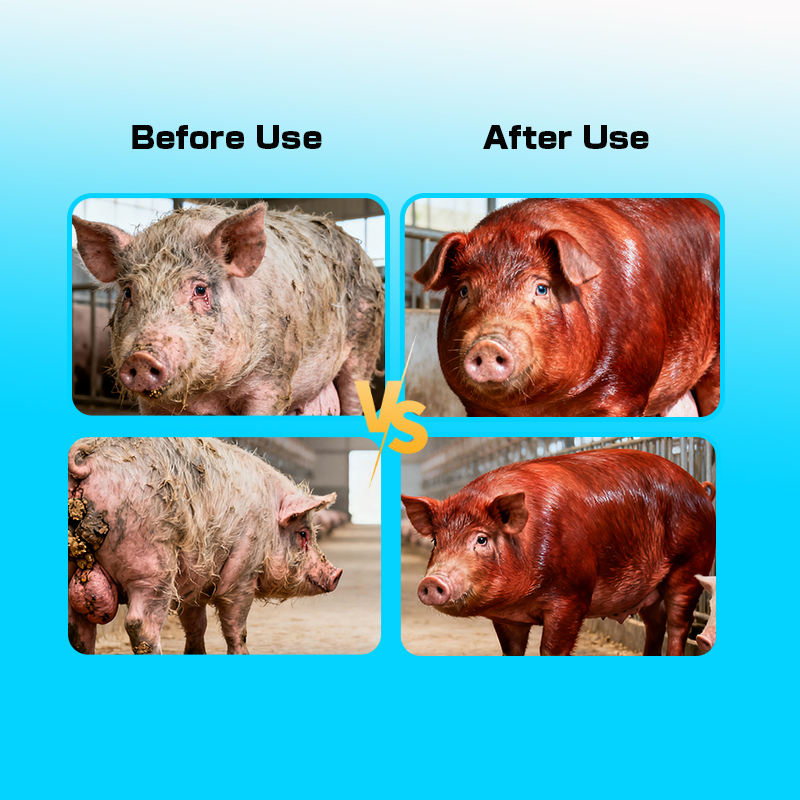 Swine Weight Gain Solution with Premium Growth Additive Benefits