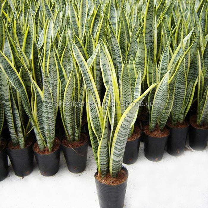 Cheap Wholesale Sansevieria Zeylanica 30-55cm Grower for Indoor Outdoor Garden Air Purification