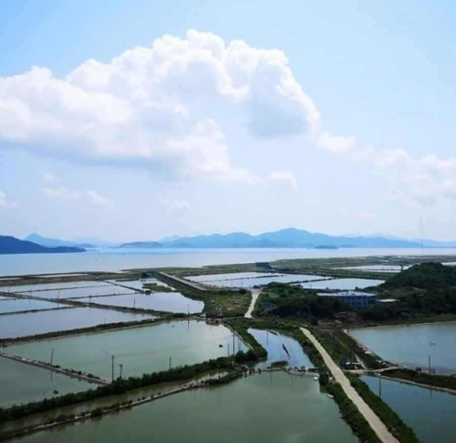 Hot Selling Aquaculture Bacillus Subtilis Probiotics Powder Eliminate Harmful Bacteria Effectively