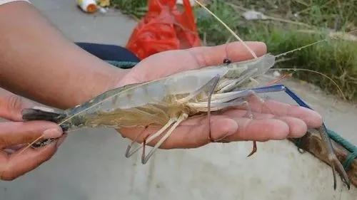 Aquaculture Promoting Gut Health -The Best Probiotics - Antibiotic-Free Growth and Health of Fish and Shrimp - Nutri Feed