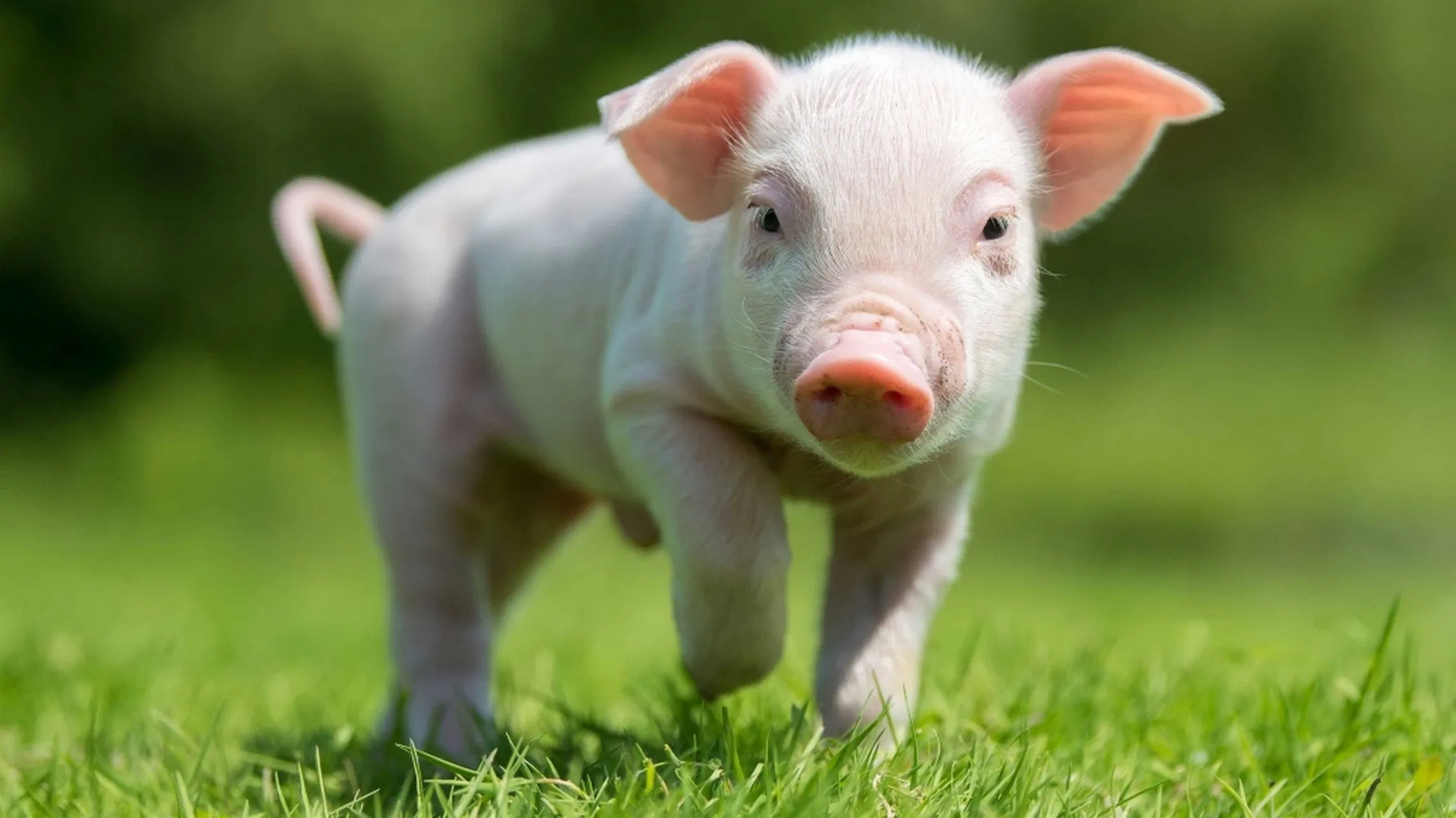 Functional Protein Source for Aquaculture Feed - Enzymatic Soy Protein as Fishmeal Replacement - Improves Palatability, Immunity-Raw Materials for Feed