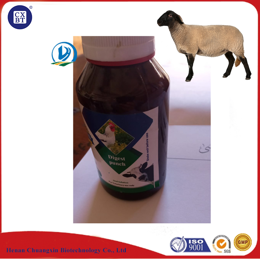 Premium Gut Health Solutions for Enhanced Animal Nutrition