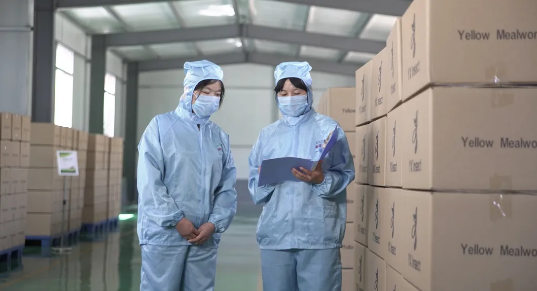 Dried Larvae Processing