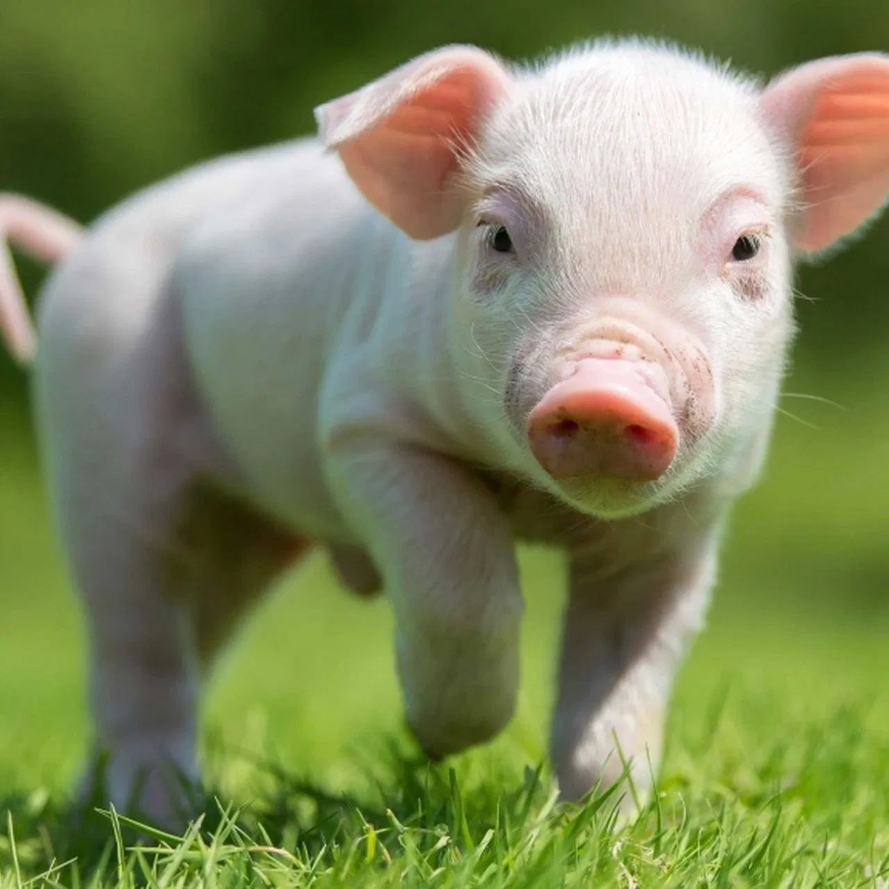 Universal Enzymatic Soy Protein for Livestock, Poultry &amp; Aquaculture - Functional Feed Grade Ingredient - Improves Fcr &amp; Growth Uniformity