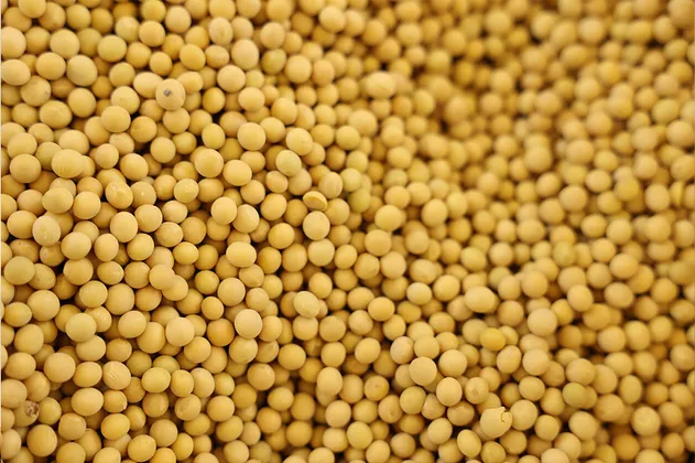 Soy Protein Feature 2