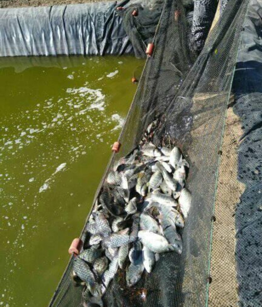 Wholesale Supplement Probios Aqua Bacillus Subtilis Probiotics for Fish Pond Treatment