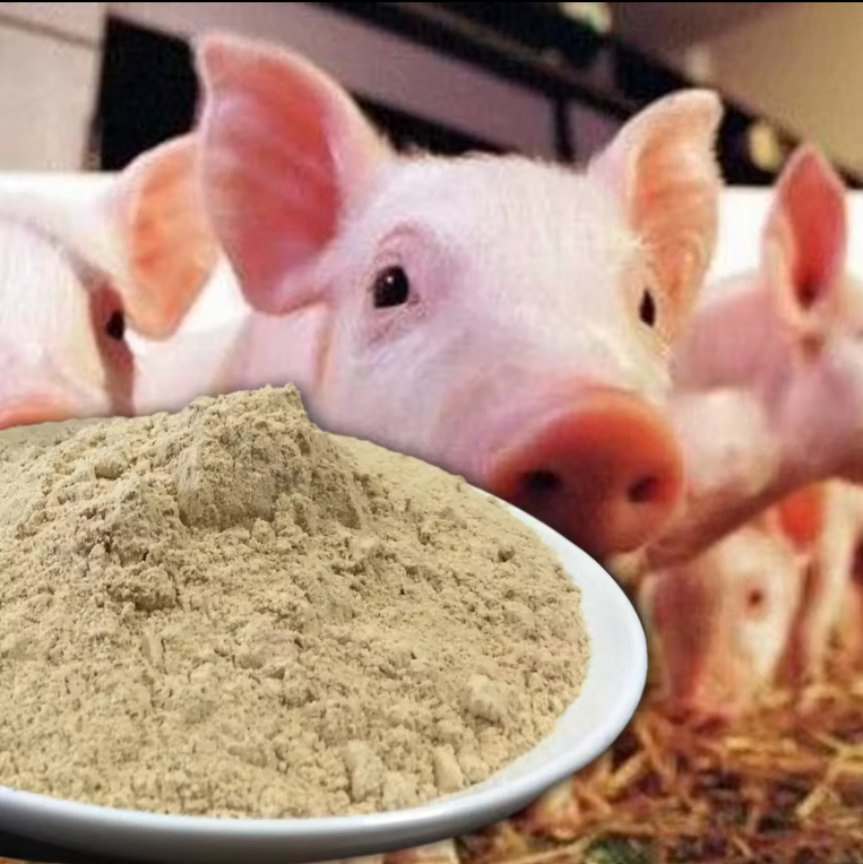 Feed Grade Additives Probiotic Probiotics for Pigs- Invest in Swine Gut Health Your Trusted Swine Probiotic Solution