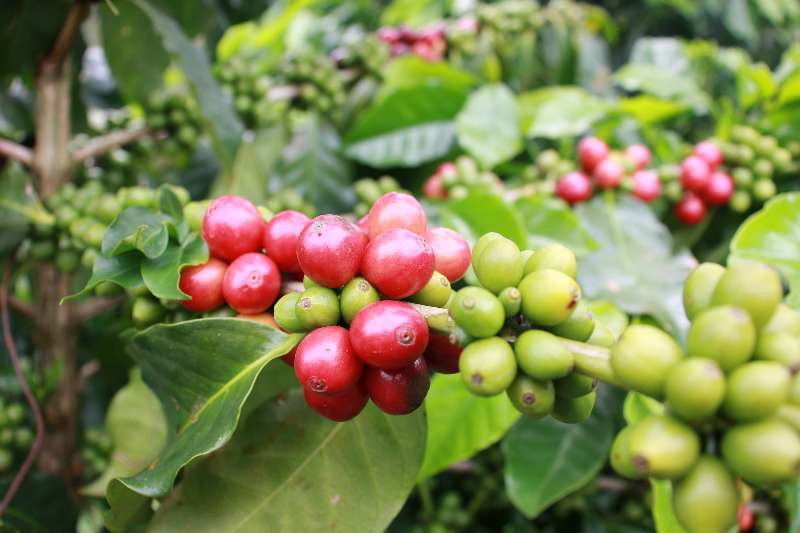 Coffee Grower Invite You