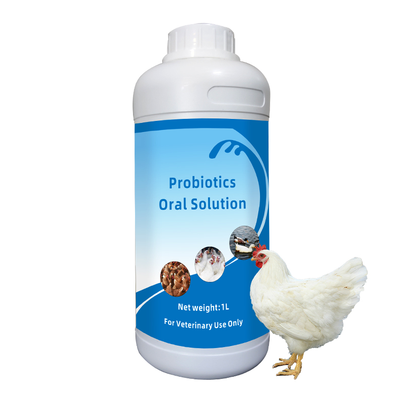 Probiotics Oral Solution Liquid Poultry Medicine Probiotics for Livestock