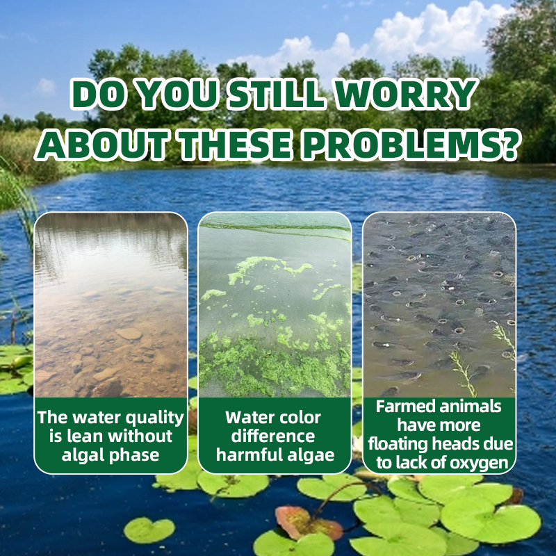 Advanced Aquaculture Enhancers Probiotic Solutions Aquatic Feed Additives