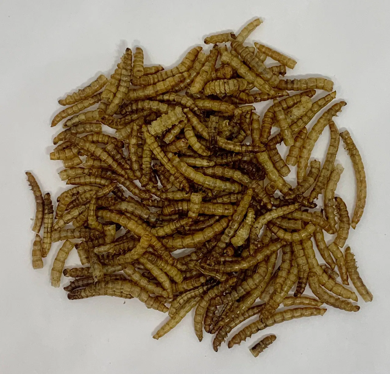 Top Quality Fish Bird Snack Food Natural Dried Mealworms Animal Feed