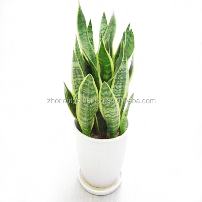 Cheap Wholesale Sansevieria Zeylanica 30-55cm Grower for Indoor Outdoor Garden Air Purification