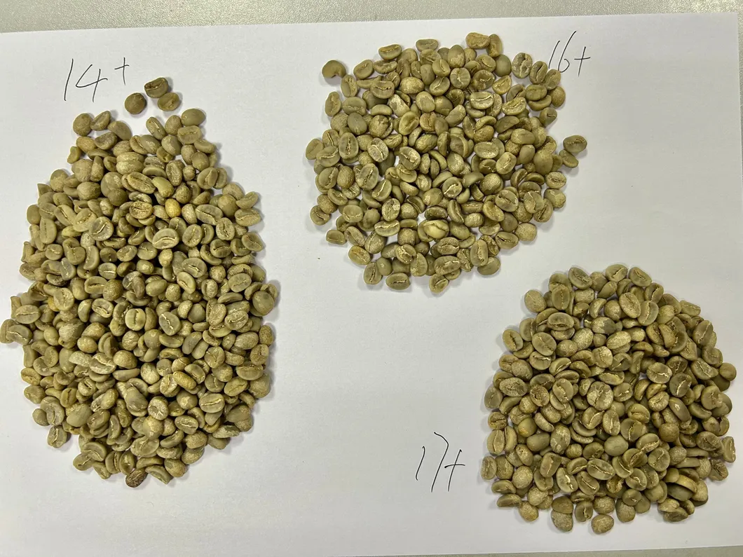 Coffee Bean Plantation