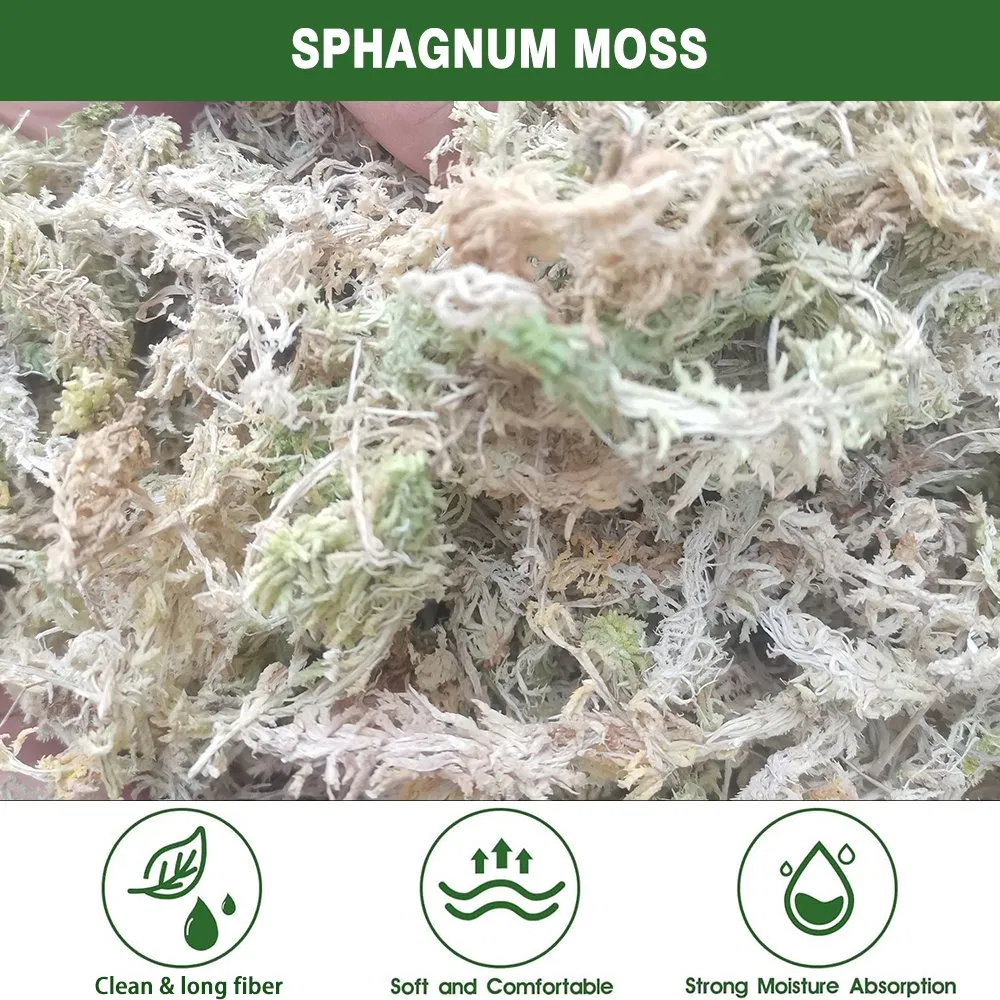 Sphagnum Moss Detail