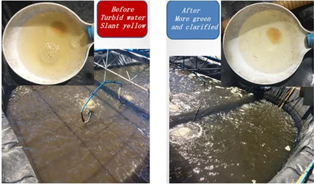 Water Quality Result