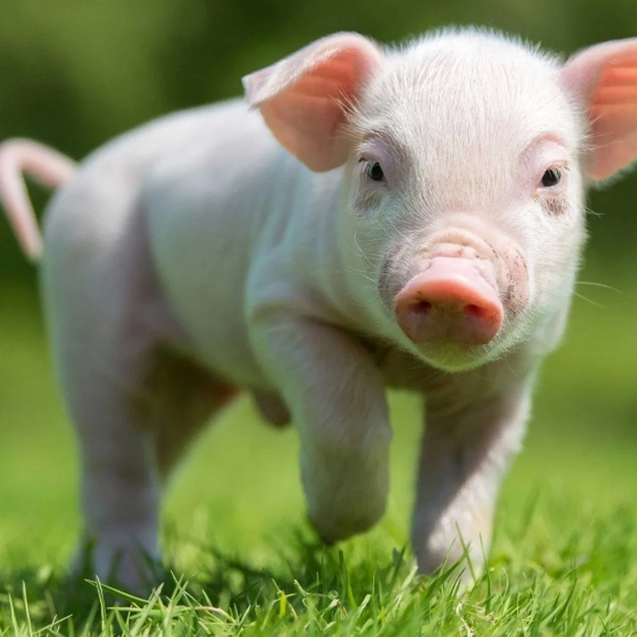 Soy Protein Concentrate Feed Grade - Bulk Protein Powder for Enhanced Livestock &amp; Aquaculture Shrimp Pig Feed Poultry Feed Additive