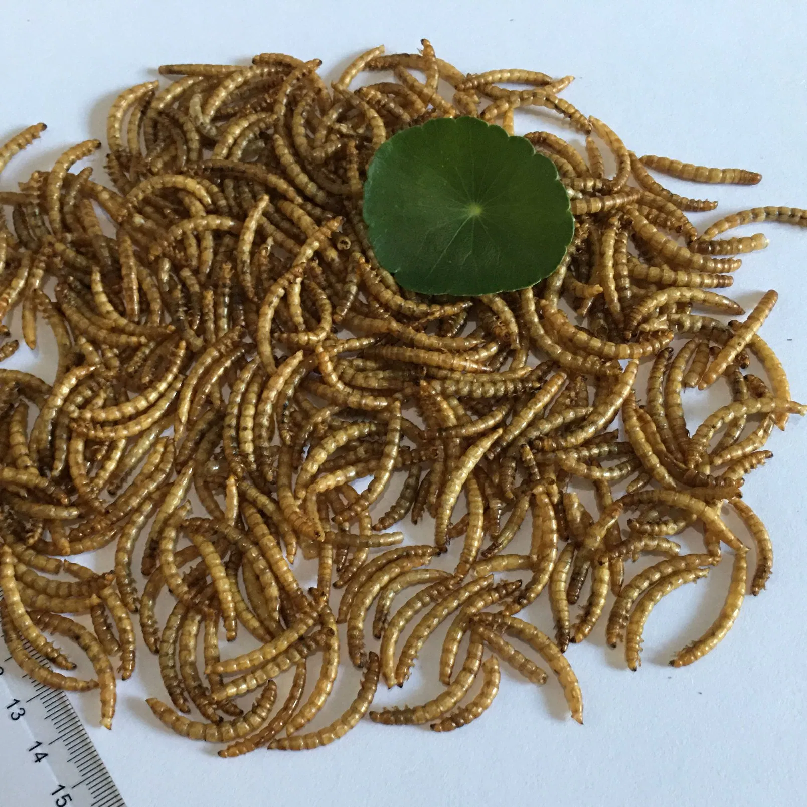 Top Quality Fish Bird Snack Food Natural Dried Mealworms Animal Feed