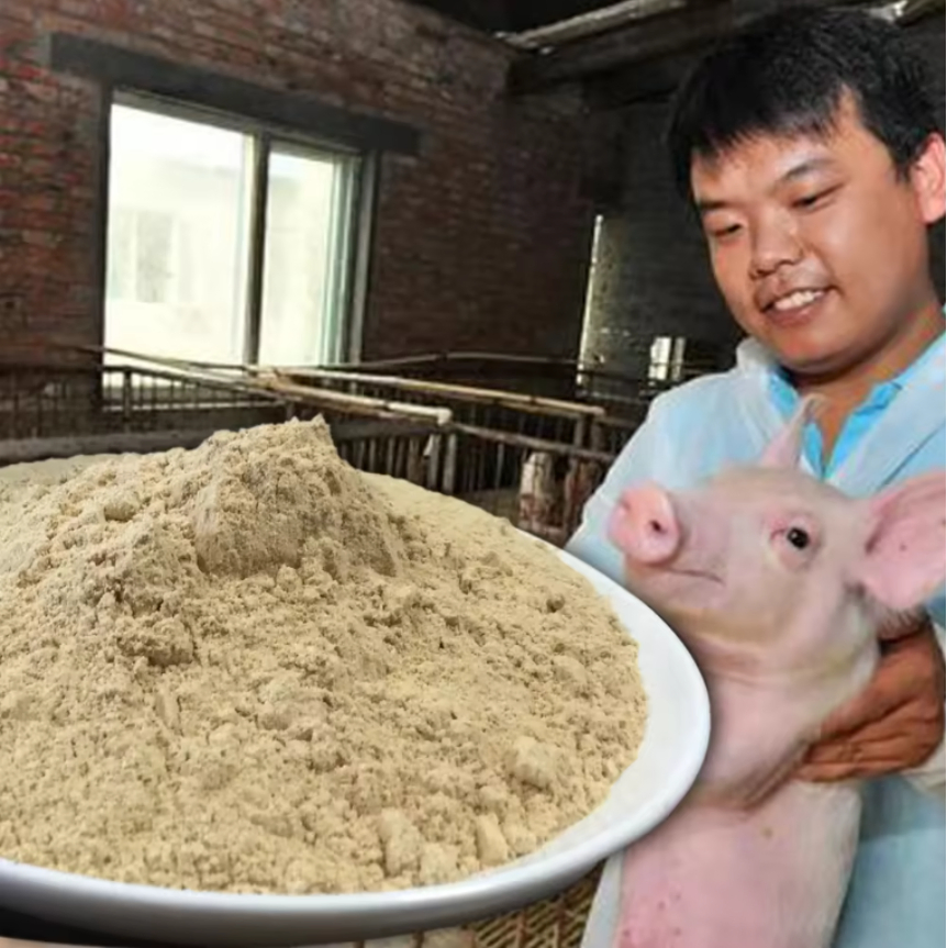 Feed Grade Additives Probiotic Probiotics for Pigs- Invest in Swine Gut Health Your Trusted Swine Probiotic Solution