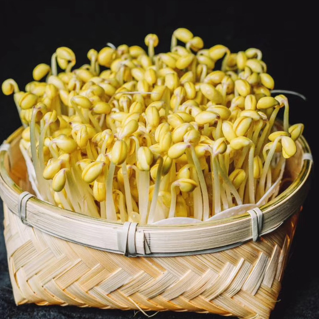 Indoor Bean Sprout Grower Kit for Year-Round Freshness Daily Output30kgbean Sprout Grower