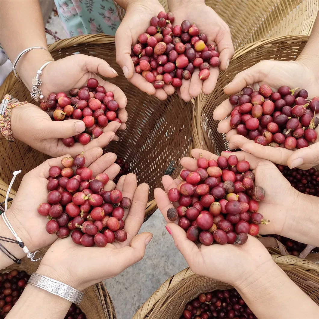 Arabica Coffee Beans