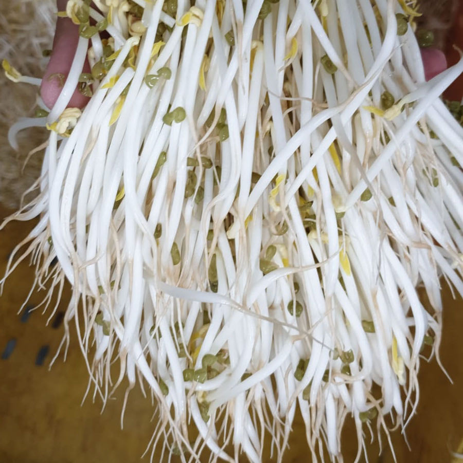 Indoor Bean Sprout Grower Kit for Year-Round Freshness Daily Output30kgbean Sprout Grower