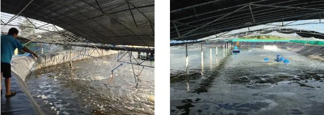 Aquaculture Promoting Gut Health