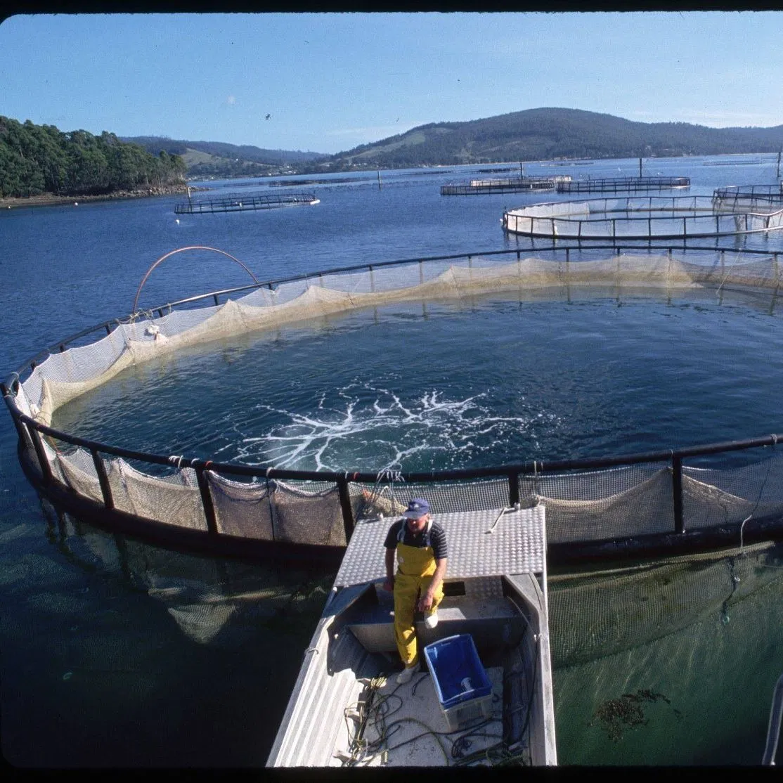 High-Protein Soy Protein Concentrate for Poultry, Livestock, and Aquaculture Nutrition - Affordable Feed Supplement Animal Nutrition Products Protein Feed