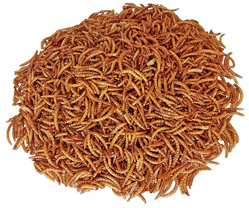 Top Quality Fish Bird Snack Food Natural Dried Mealworms Animal Feed