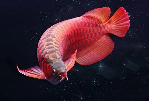 Ornamental fish