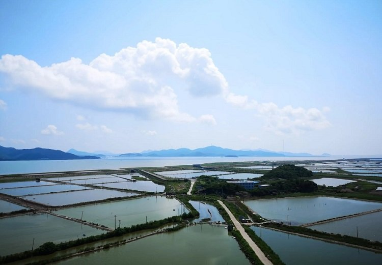 Aquaculture Promoting Gut Health -The Best Probiotics - Antibiotic-Free Growth and Health of Fish and Shrimp - Nutri Feed