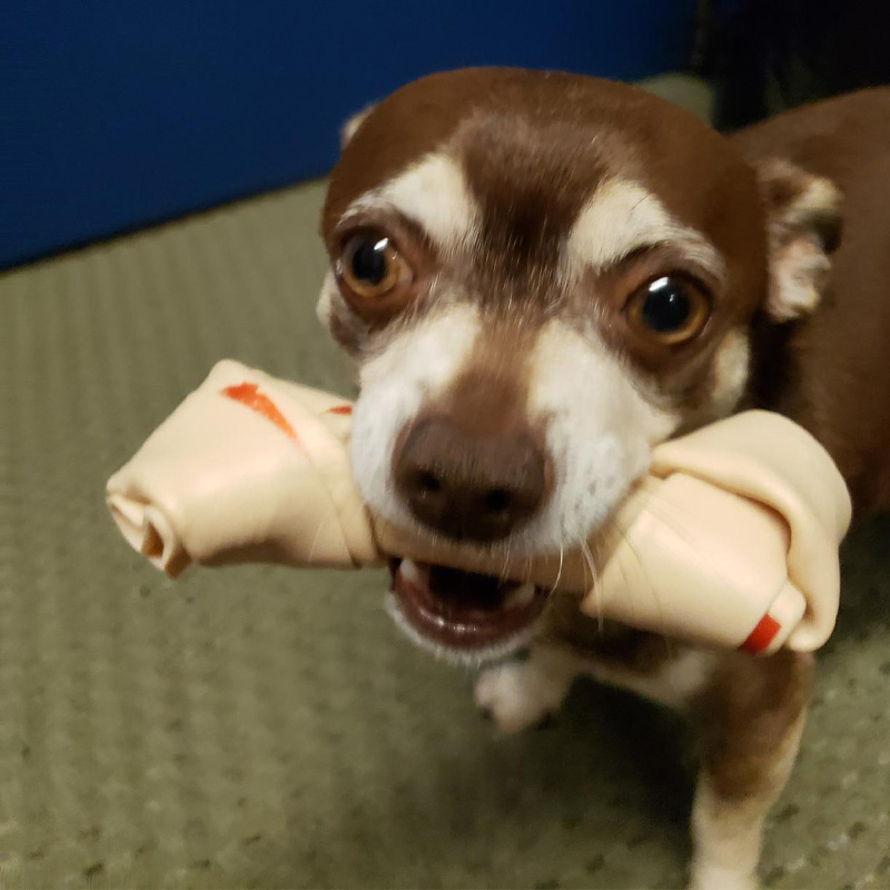 Rawhide Free Small Bone with Real Chicken 11oz (312g) Pouch Dog Treats