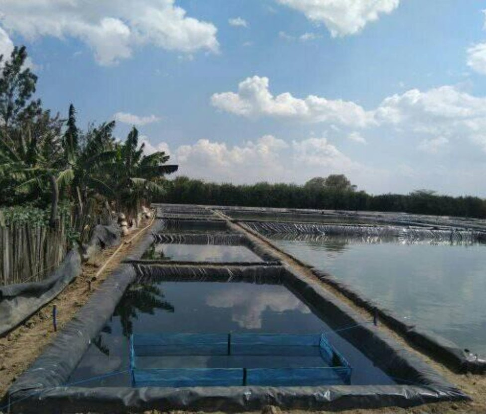 100% Export Quality Probiotics for Animal Feed Uses with Top Grade Feed Manufacture in China Lowest Prices