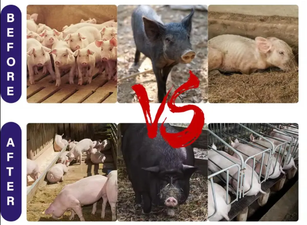 Swine Gut Health Solution