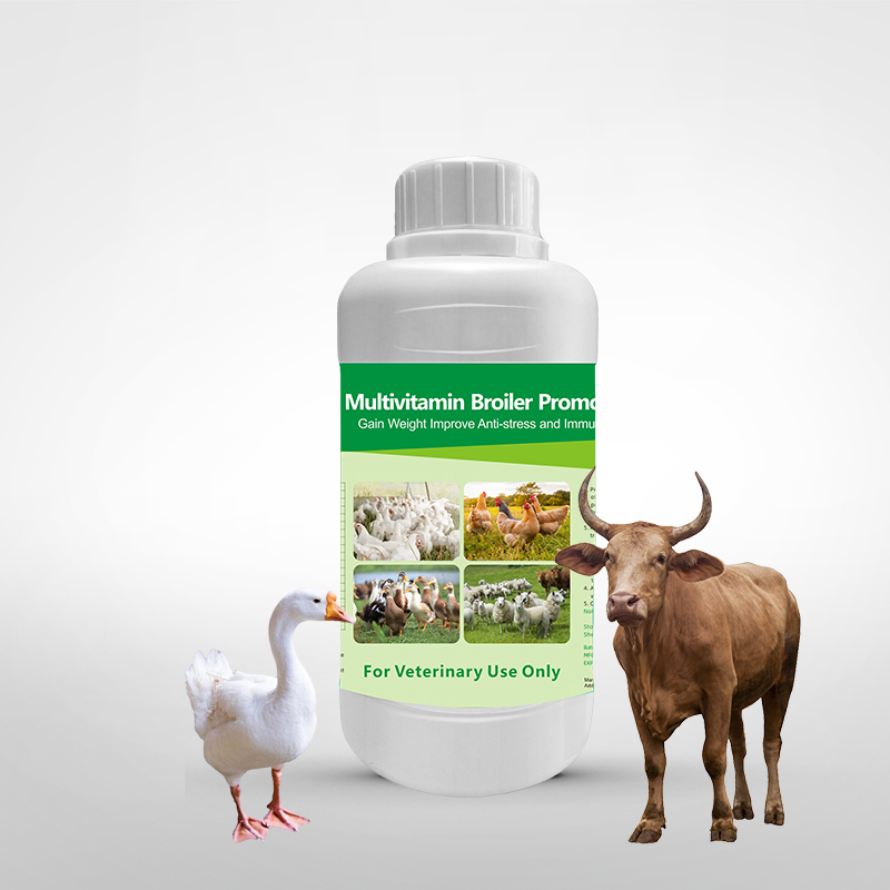 Livestock Probiotics Oral Solution Poultry Liquid Feed Additive Intestinal Support Veterinary