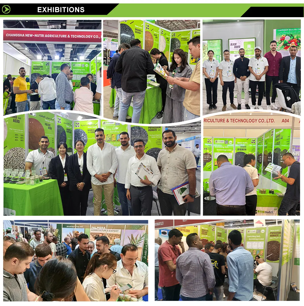 International Exhibitions