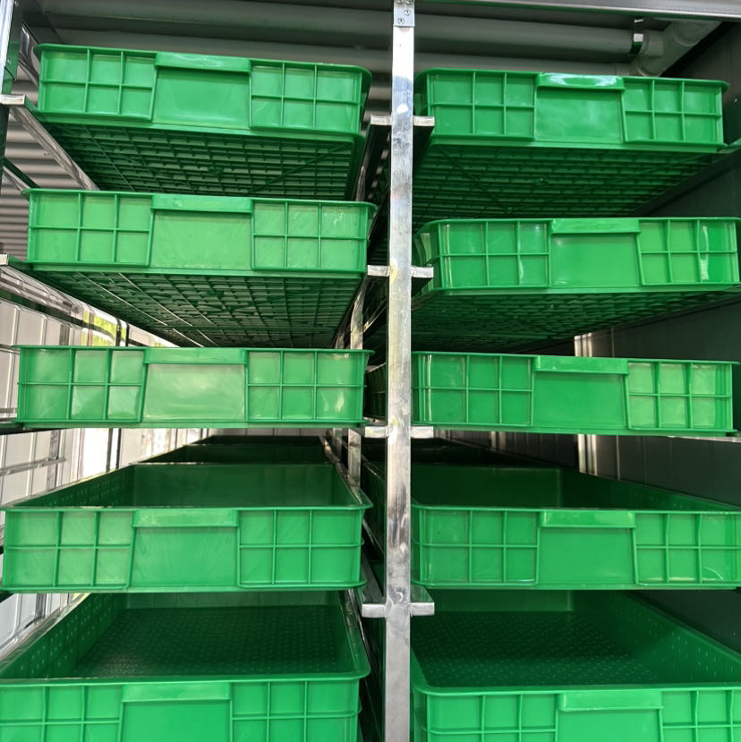 Premium Organic Sprout Growers for Fresh Microgreens Cultivation High Yield of Various Sprouts Growers