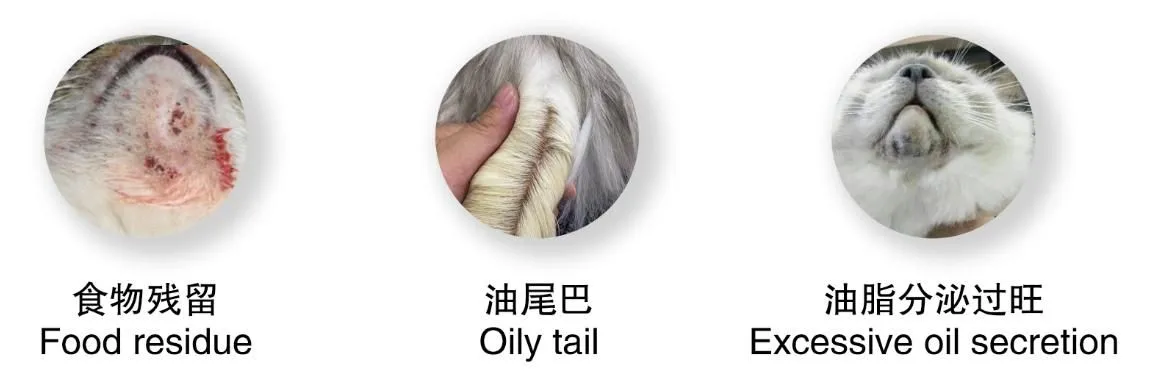 Pet Probiotic Mouth Water