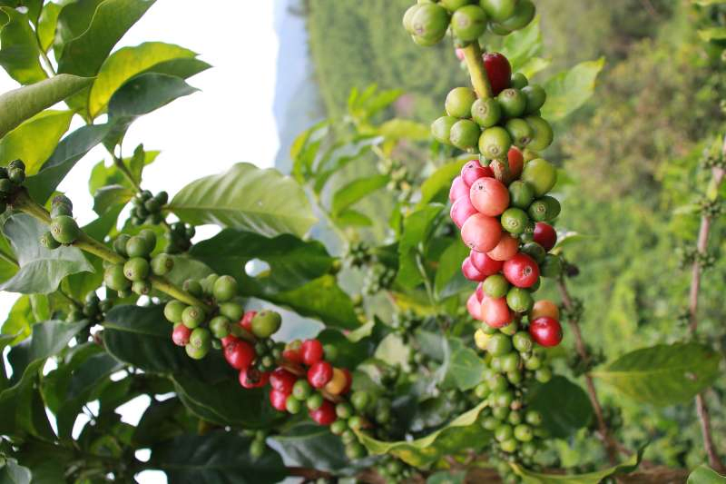 Coffee Grower Invite You