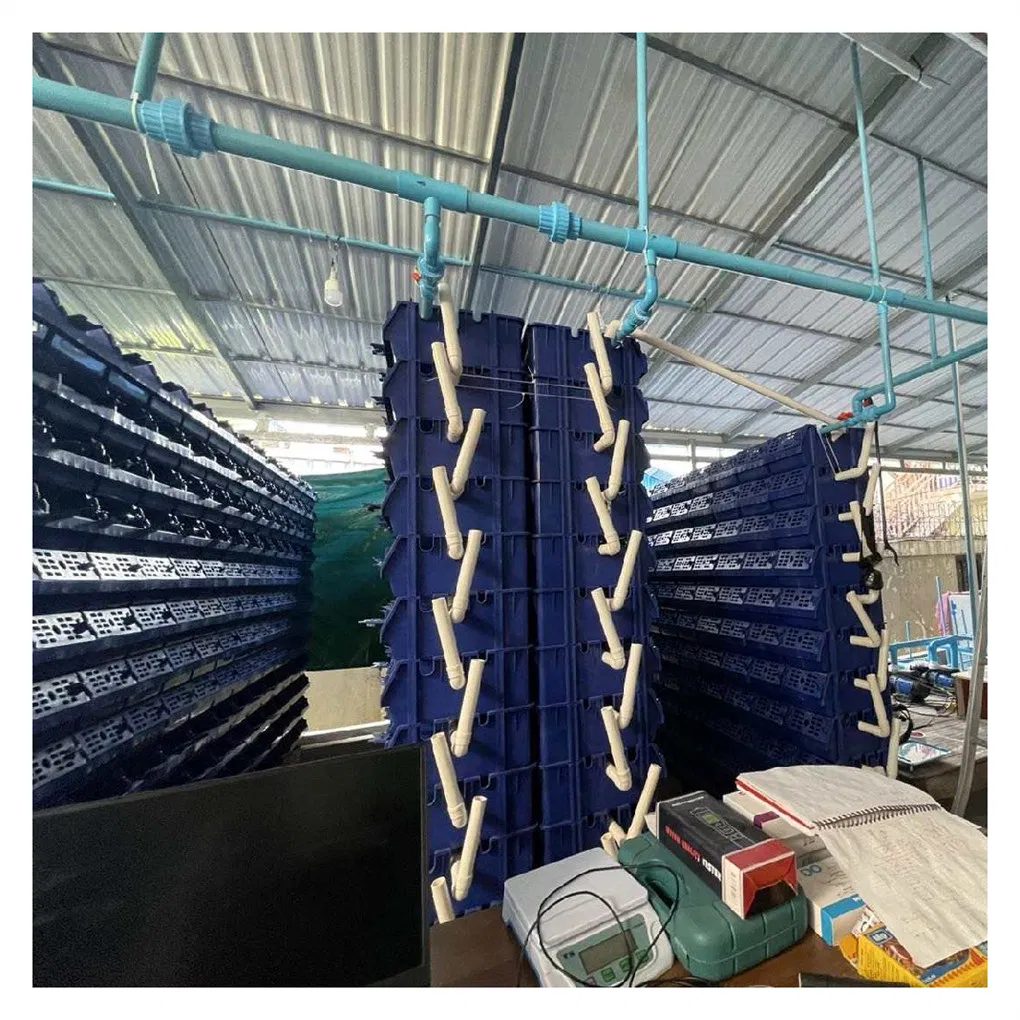 Innovative Urban Mud Crab Farming Nursery with Ras System