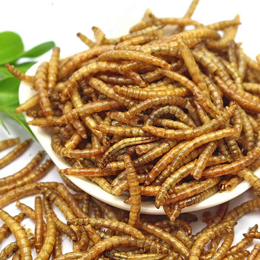 Fish Bird Snack Food Natural Dried Mealworms Animal Feed