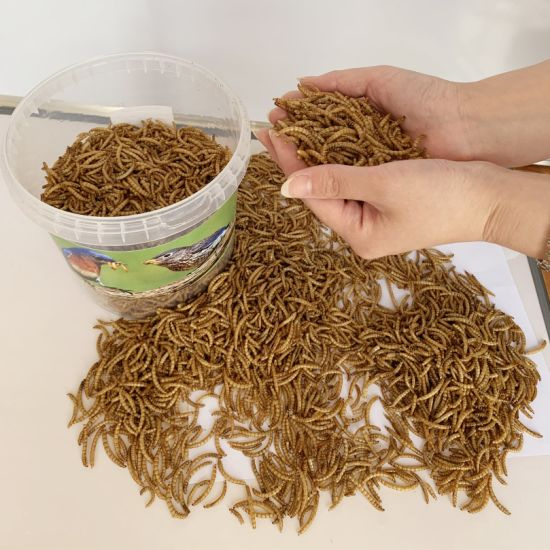 Fish Bird Snack Food Natural Dried Mealworms Animal Feed