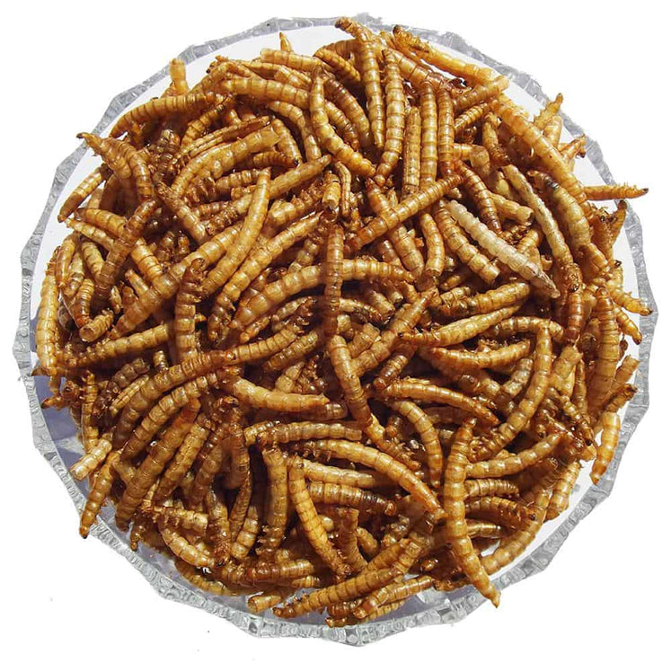 Fish Bird Snack Food Natural Dried Mealworms Animal Feed