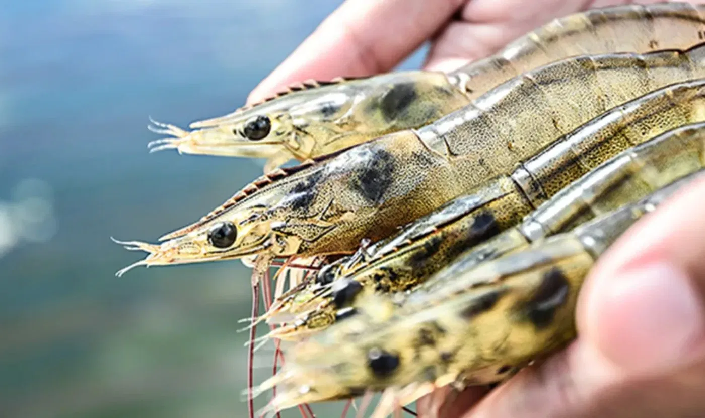 High Quality Fish Aquaculture Probiotics Bacillus Subtilis Powder for Shrimp Feed Purifying Water Quality