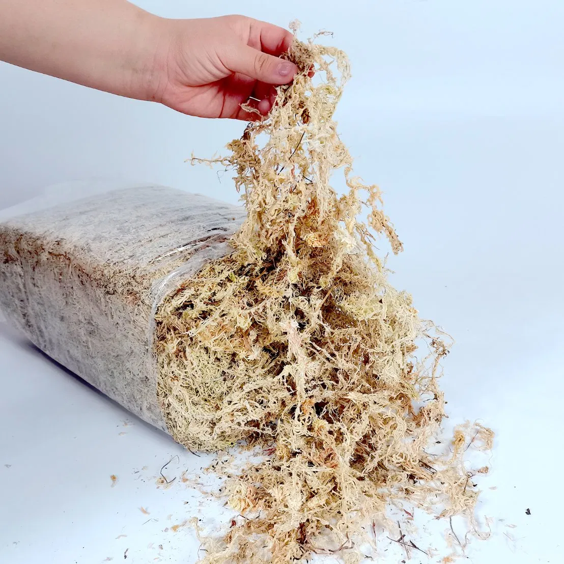 Premium Grade 6A Sphagnum Moss for Professional Growers, Bulk Supply