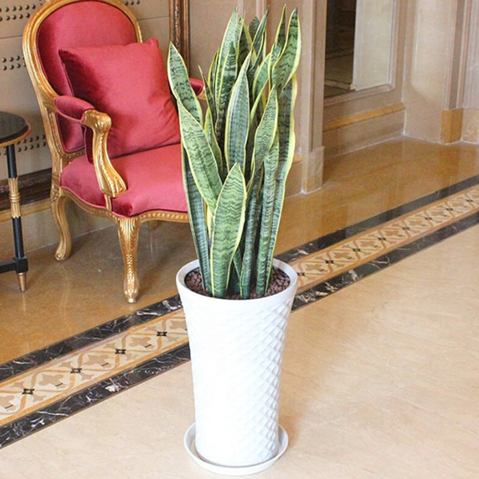 Cheap Wholesale Sansevieria Zeylanica 30-55cm Grower for Indoor Outdoor Garden Air Purification